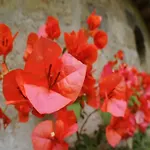 La Neffola 3*