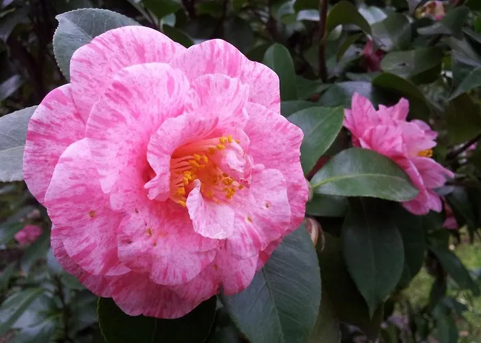 La Neffola Guest house Sorrento