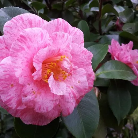 La Neffola Guest house Sorrento