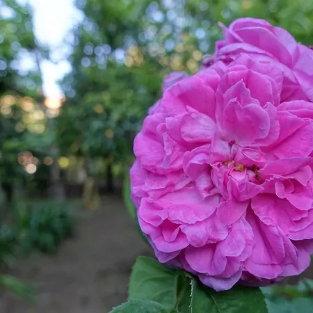 La Neffola Guest house