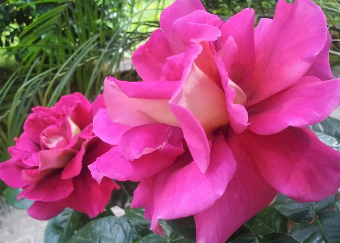 La Neffola Pensión 3*