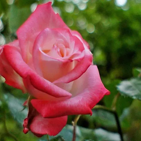 La Neffola Affittacamere